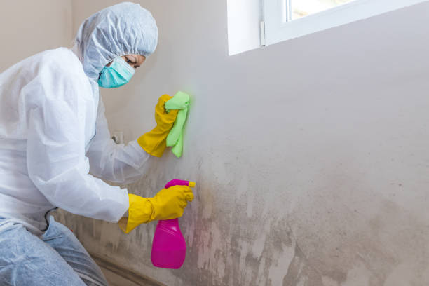 Why You Should Choose Our Mold Remediation Services in Burr Ridge, IL